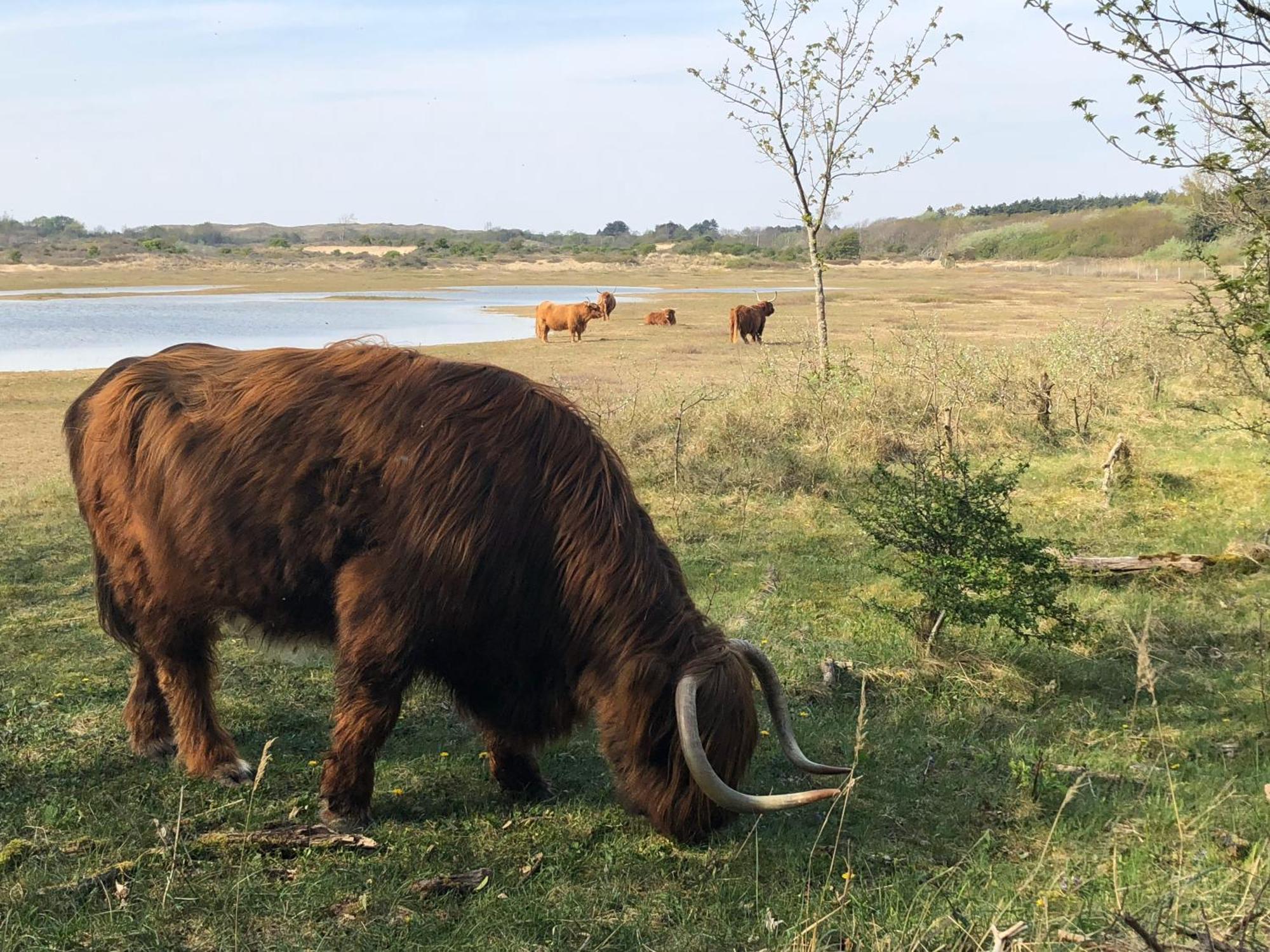 Eco Lodge Duin- Unieke Locatie -Strand, Duin En Nabij Cultuursteden Castricum Eksteriør bilde